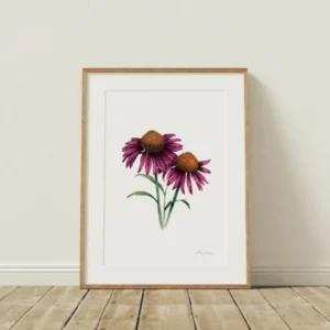Echinacea Cone Flower Fine Art Print